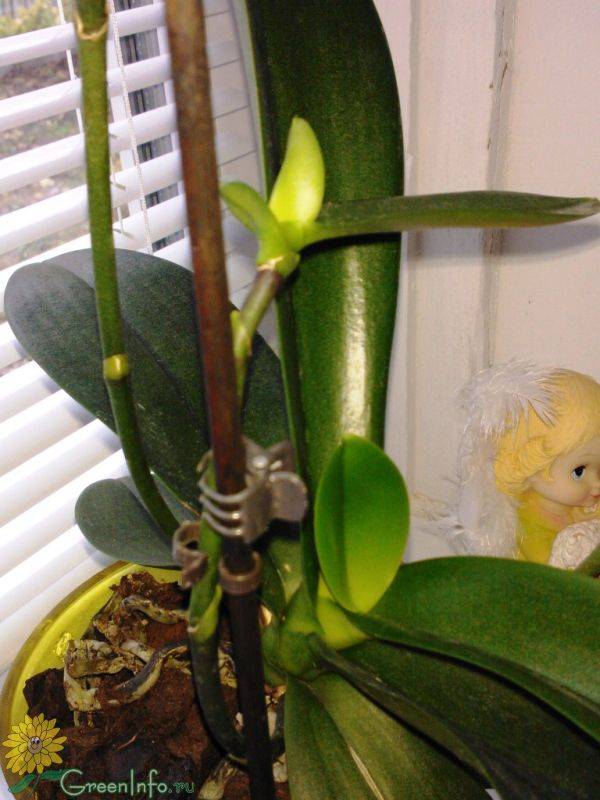 Способы размножения орхидей в домашних условиях