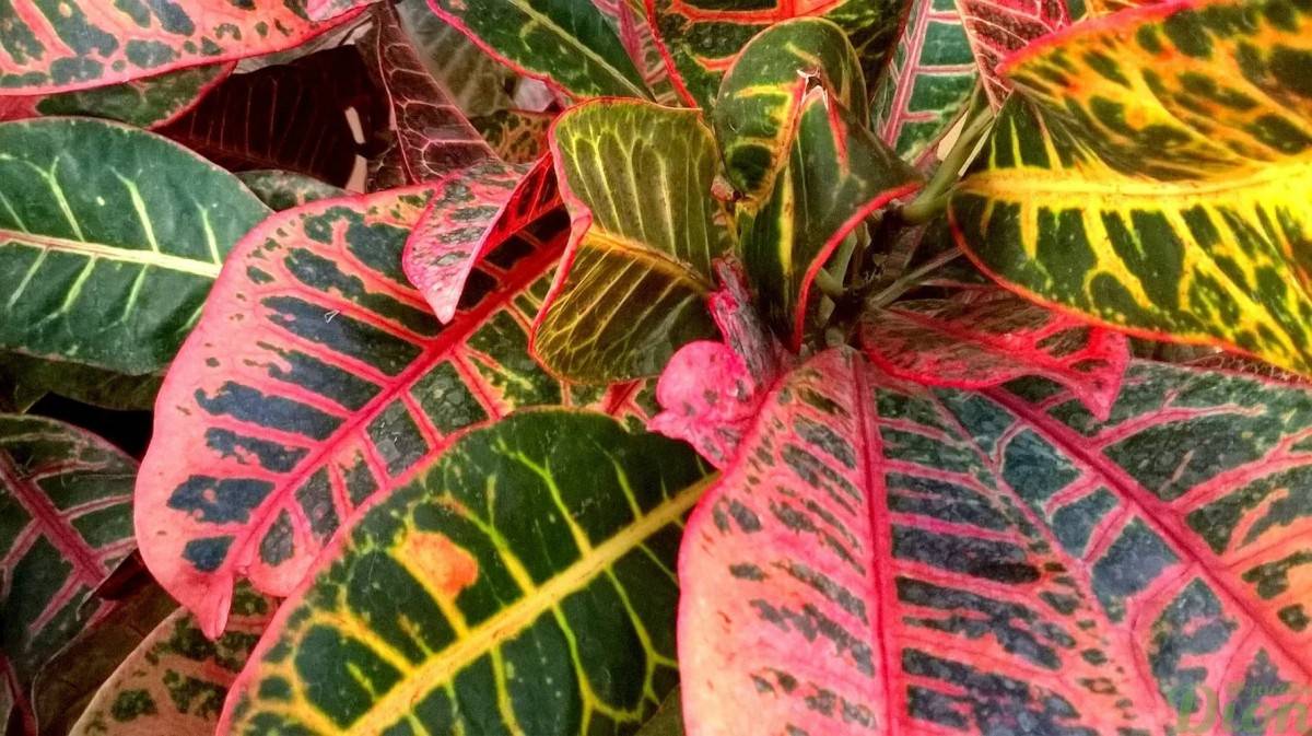 Кротон кодиеум: уход в домашних условиях, пересадка и размножение, почему сохнут и опадают листья