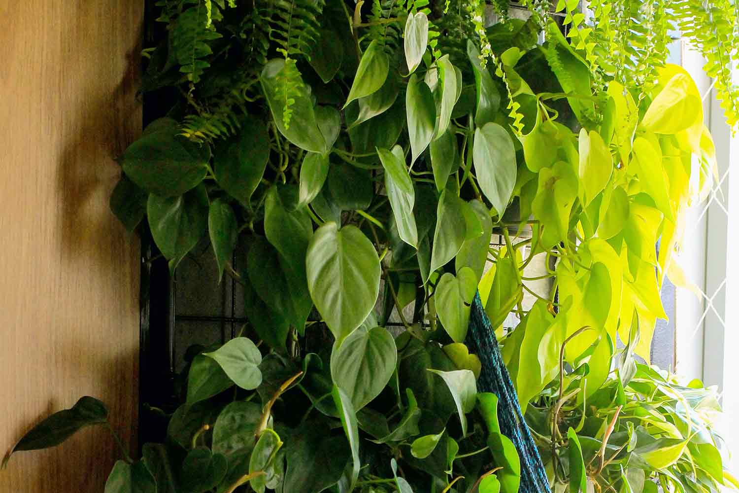 12 секретов выращивания филодендронов. уход в домашних условиях. фото — ботаничка