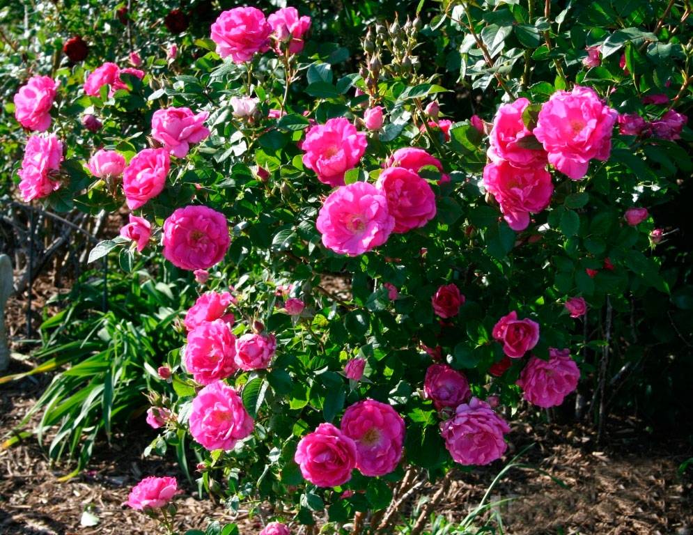 Роза морден сентенниал (morden centennial) — описание сорта