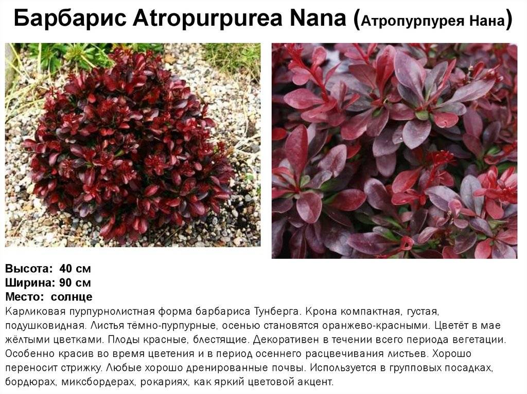Барбарис тунберга атропурпуреа нана: преимущества и недостатки, условия выращивания