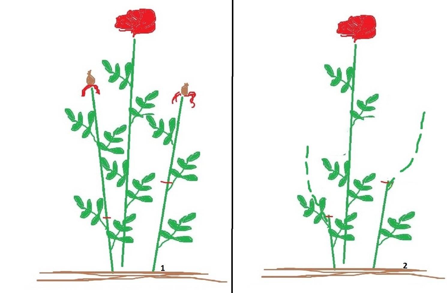 Как правильно срезать отцветшие розы, чтобы были новые бутоны