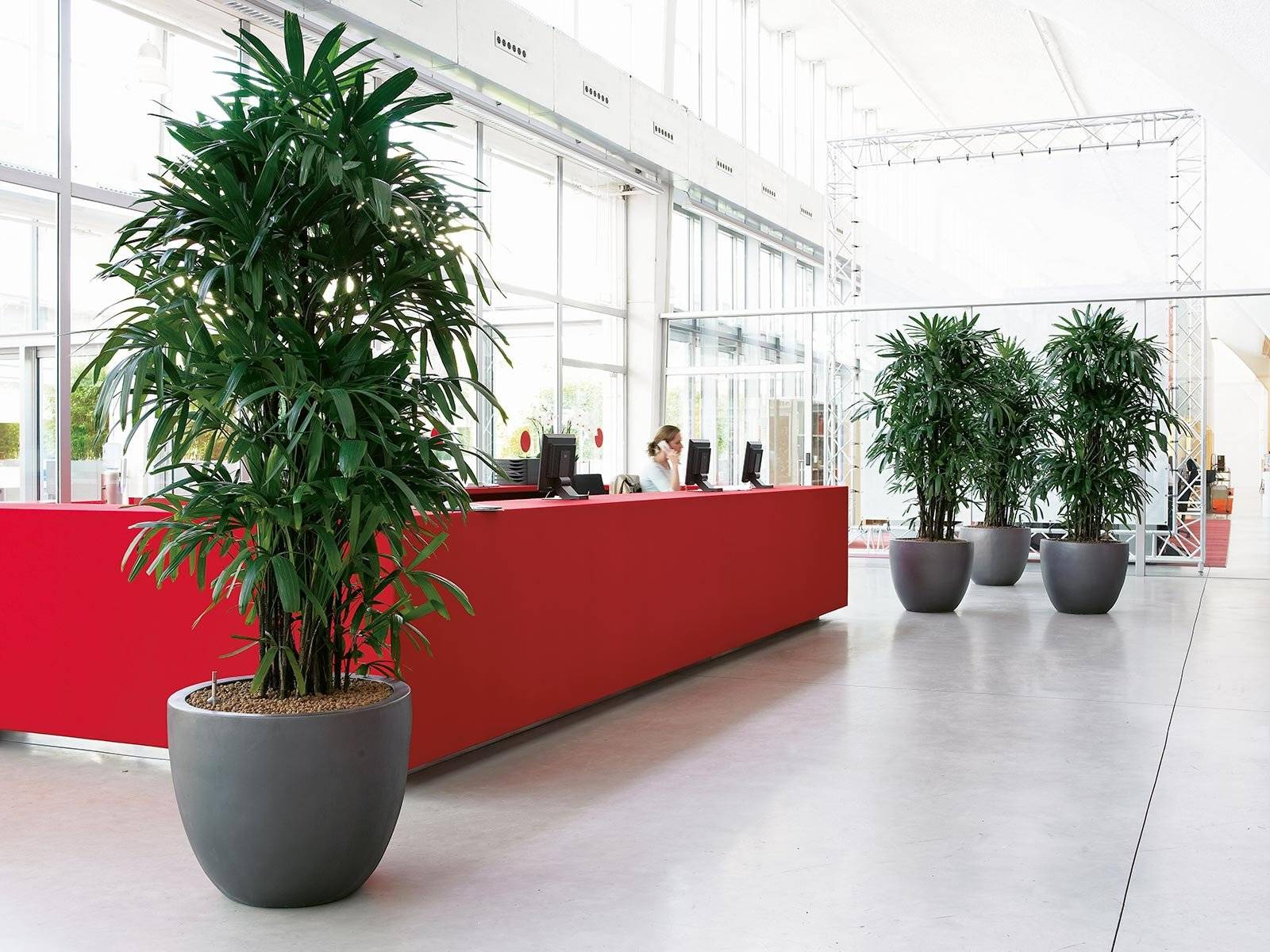 Лучшие неприхотливые растения для офиса
