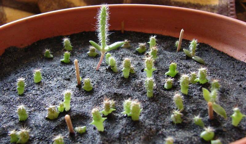 Опунция индийская (opuntia ficus-indica): как выращивать кактус
