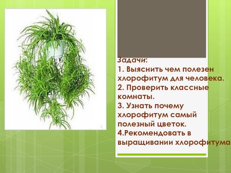 Хлорофитум: описание, полезные свойства, оптимальные условия выращивания, правила ухода, приметы и суеверия о растении