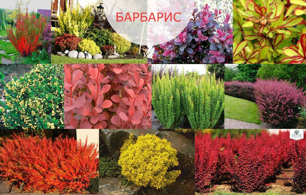 Барбарис: лучшие виды и сорта, каталог с описанием и фото