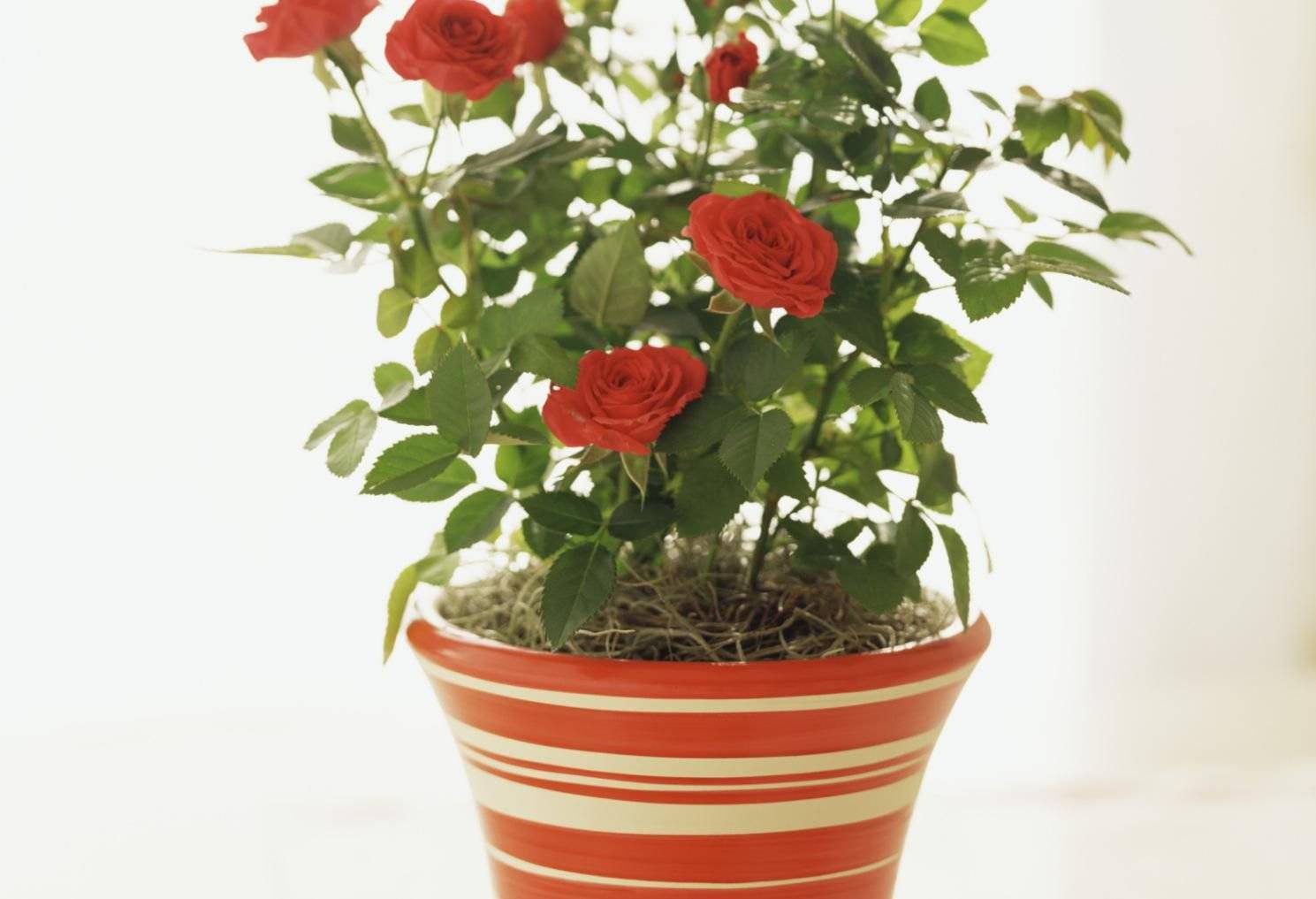 Как вырастить розу из букета в домашних условиях: пошаговая инструкция