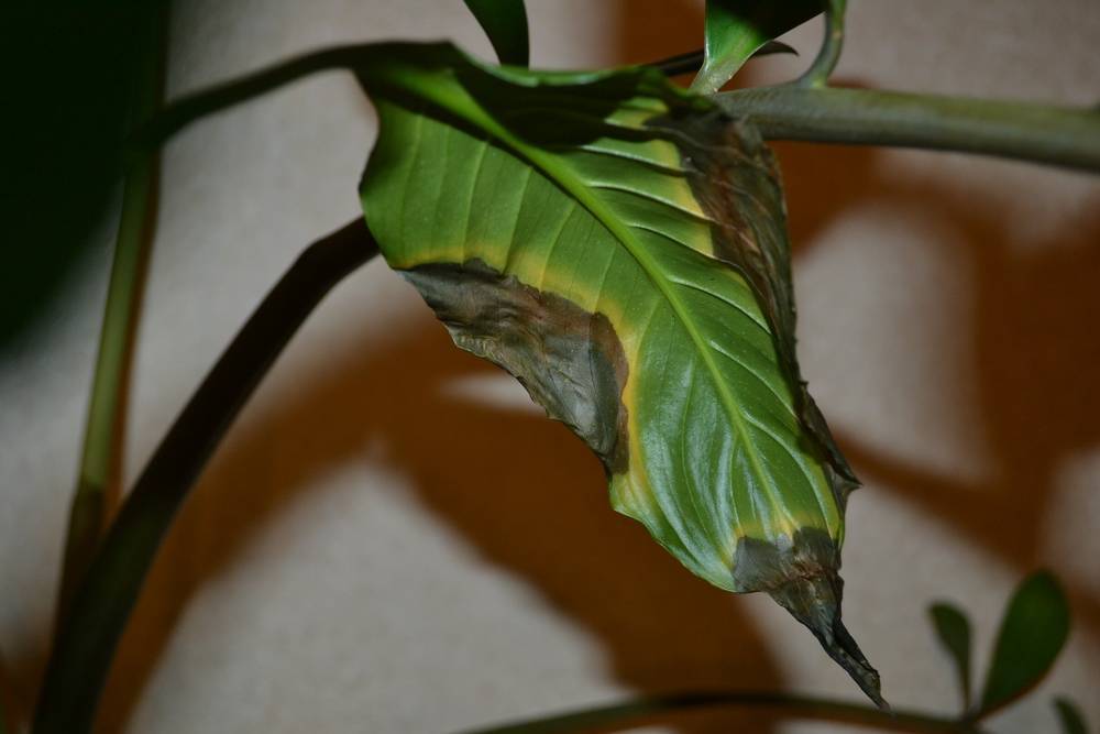 Почему у спатифиллума чернеют листья, причины и их устранение