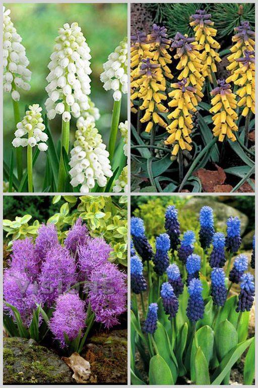 Луковичные многолетники: фото и их названия, для сада, весенние, мелколуковичные первоцветы
