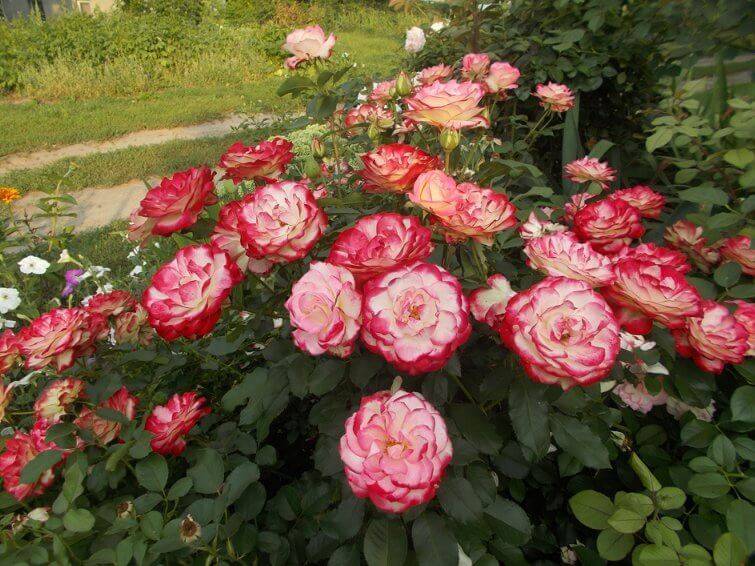 Секреты роскошного цветения розы юбилей принца монако