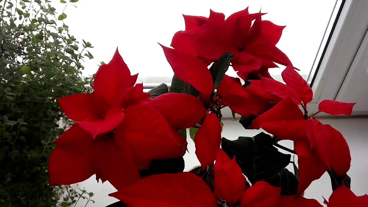 Пуансеттия (рождественская звезда): уход в домашних условиях, описание, приметы - lifeflower
