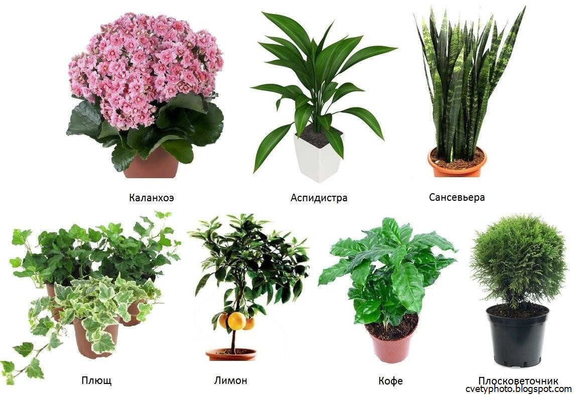Самые стойкие спартанцы — неприхотливые комнатные растения. названия, фото — ботаничка