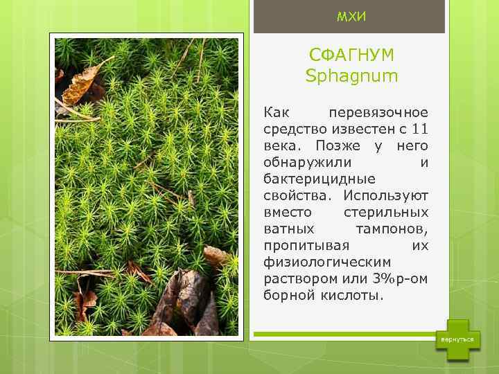 Сфагнум: мох, фото растения, где и как растет, торфяной, на болотах, как использовать, размножение, полезные свойства, значение