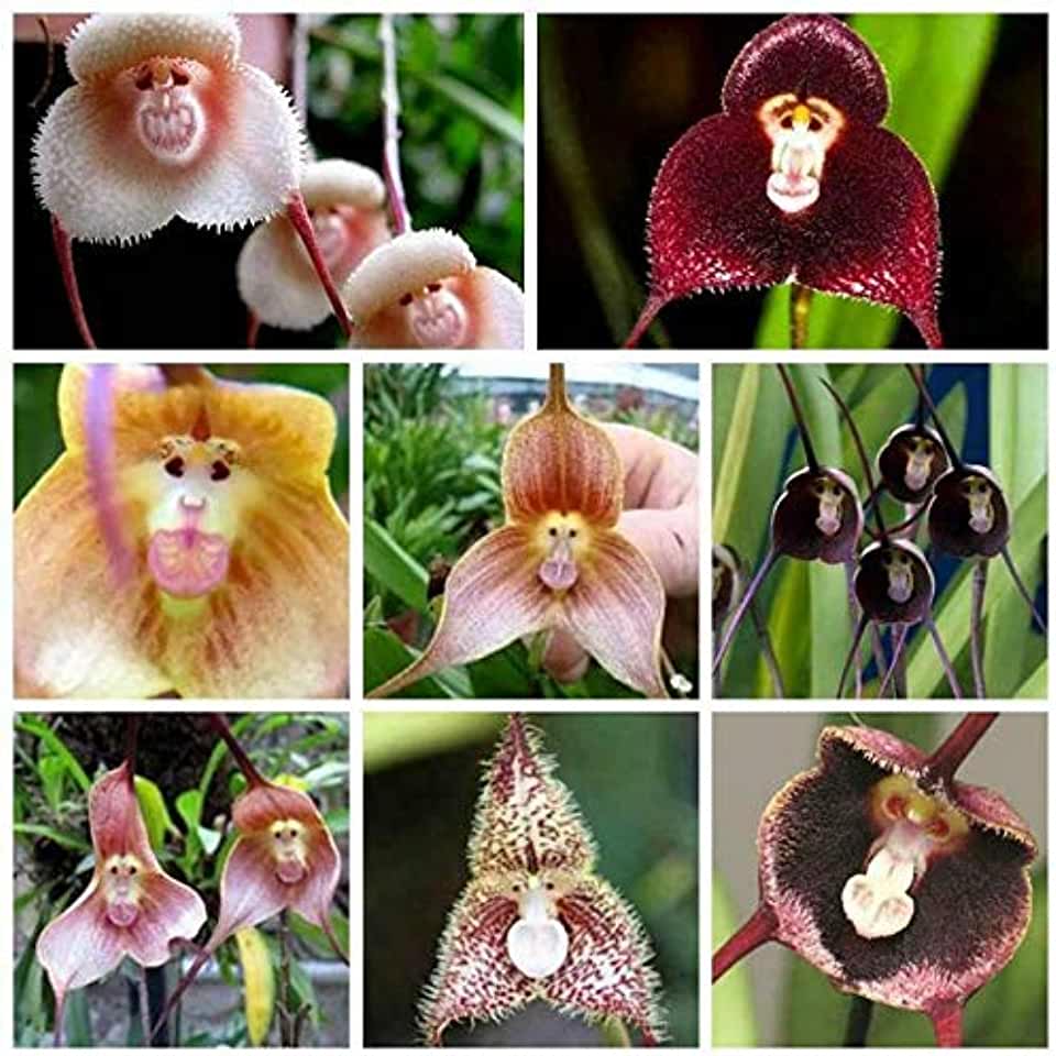 Орхидея дракула: пугающее название и редкая красота