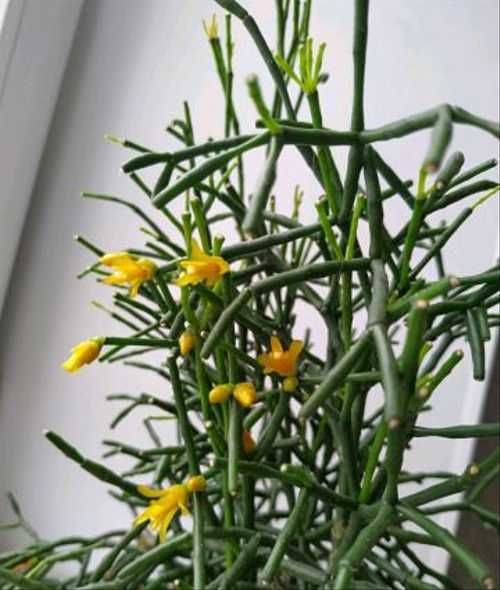 Хатиора солеросовидная — утончённый кактус. уход в домашних условиях. фото — ботаничка