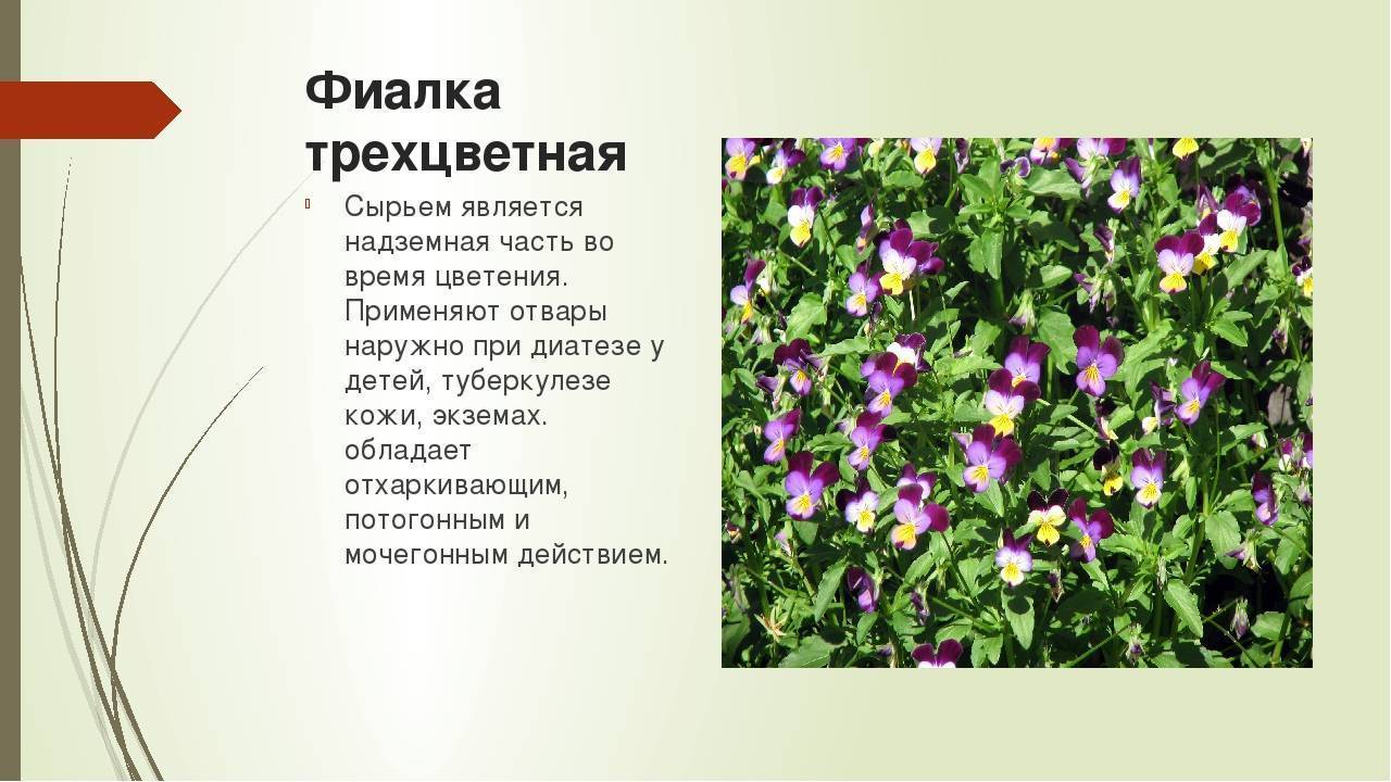 Фиалка трехцветная: фото, лечебные свойства травы, применение лекарственного растения в медицине