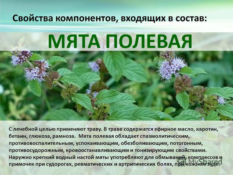 Мята???? 14 лечебных свойств, польза и вред травы при заболеваниях