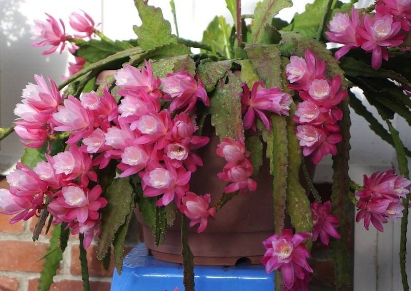 Эпифиллюмы — обильно цветущие лесные кактусы. уход в домашних условиях. фото — ботаничка