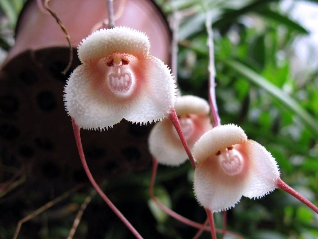 Орхидея дракула: посадка и уход в домашних условиях, фото