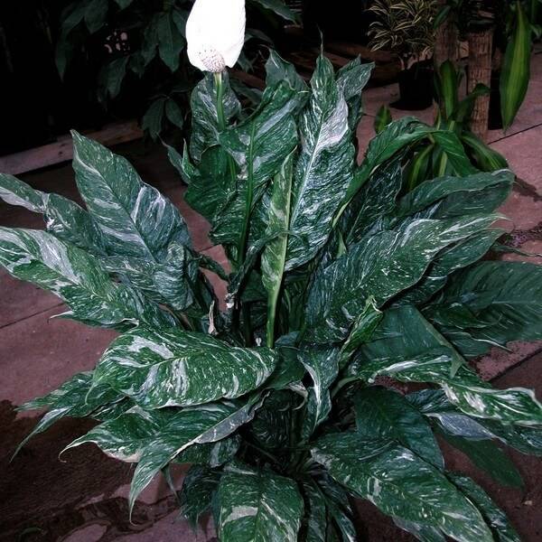 Спатифиллум — цветок «женское счастье» из тропиков