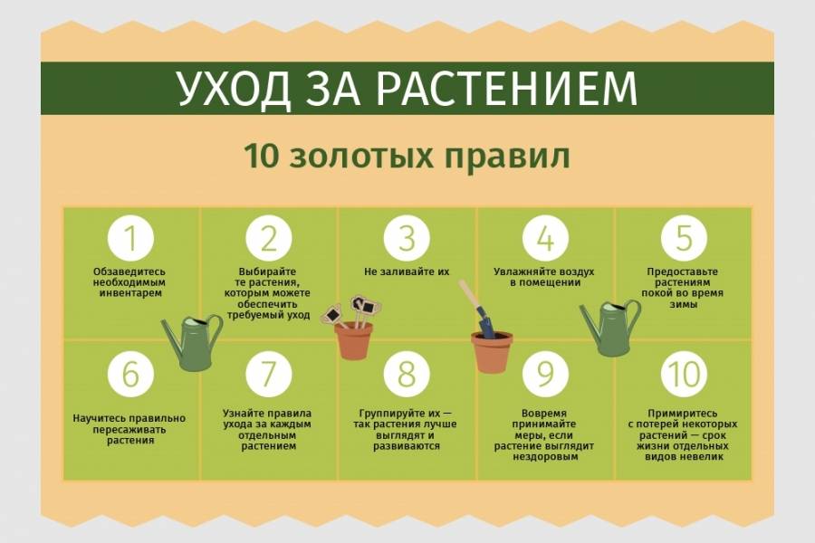 Уход за деревьями и кустарниками осенью: подкормка, обрезка, подготовка к зиме