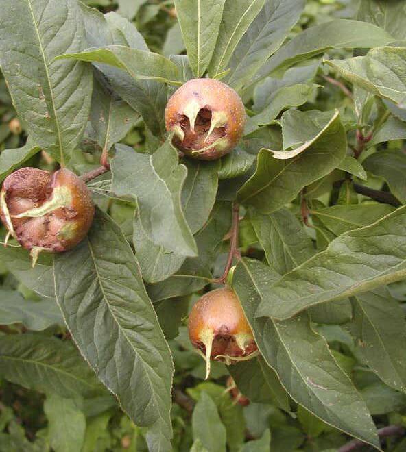 Что представляет собой экзотический фрукт мушмула, где растёт кавказская мушмула