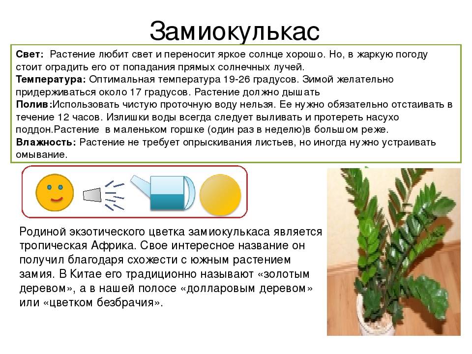 Эффектный замиокулькас: описание, виды, особенности выращивания в домашних условиях