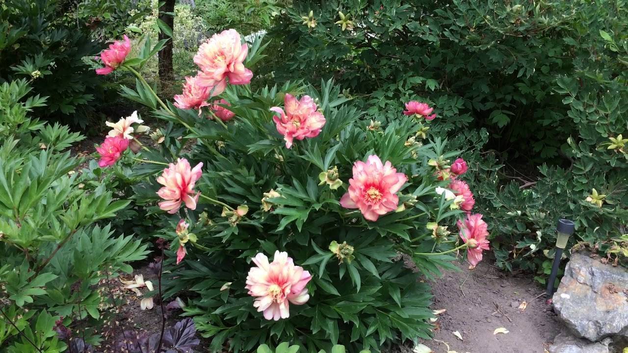 Пион джулия роуз (julia rose): описание, фото, отзывы