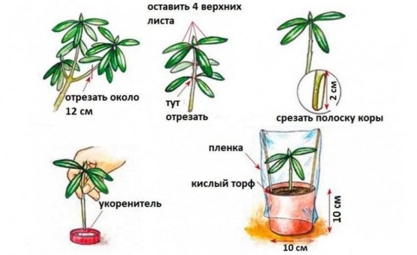 Дерево рододендрон: правила ухода, методы размножения цветка, возможные болезни и вредители кустарника