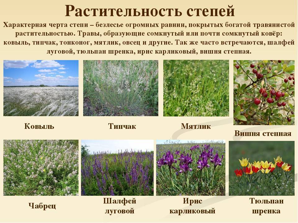 Многолетние цветы для дачи: фото с названиями, описаниями
