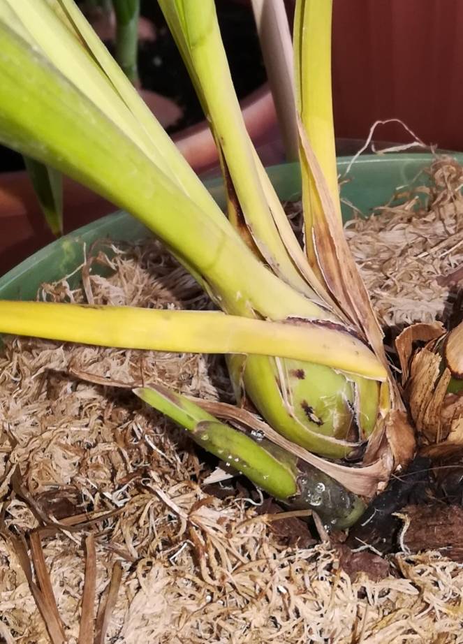 Орхидея цимбидиум - уход в домашних условиях, пересадка и размножение