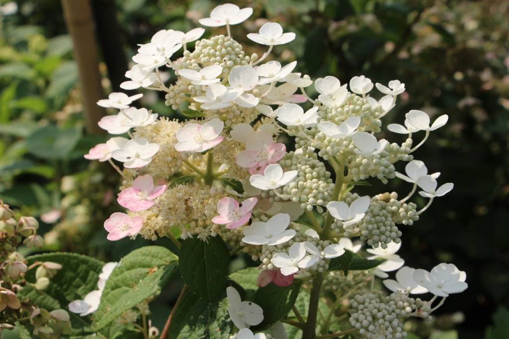 Почему не цветет гортензия? типичные ошибки садоводов