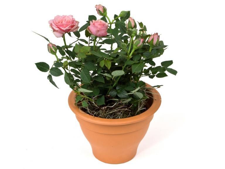 Как вырастить розу из букета: 5 проверенных способов