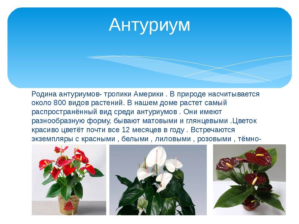 Антуриум (цветок "мужское счастье"): ботаническое описание, строение, происхождение, родина