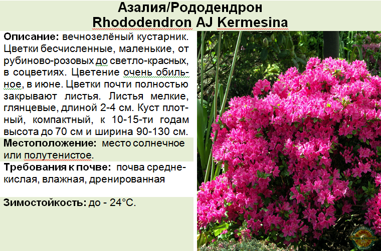 Рододендрон, или розовое дерево. уход, посадка, размножение, укрытие. фото — ботаничка