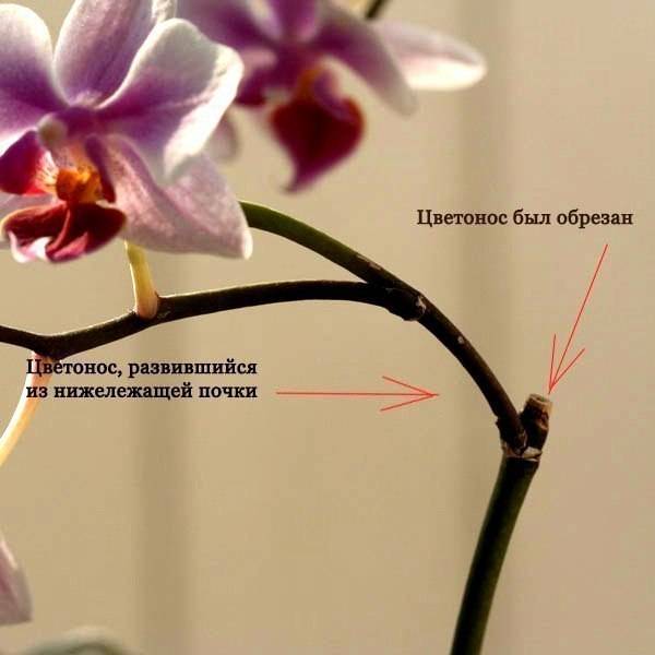 Что делать со стрелкой, когда орхидея уже отцвела? рекомендации по обрезке стебля после опадения бутонов