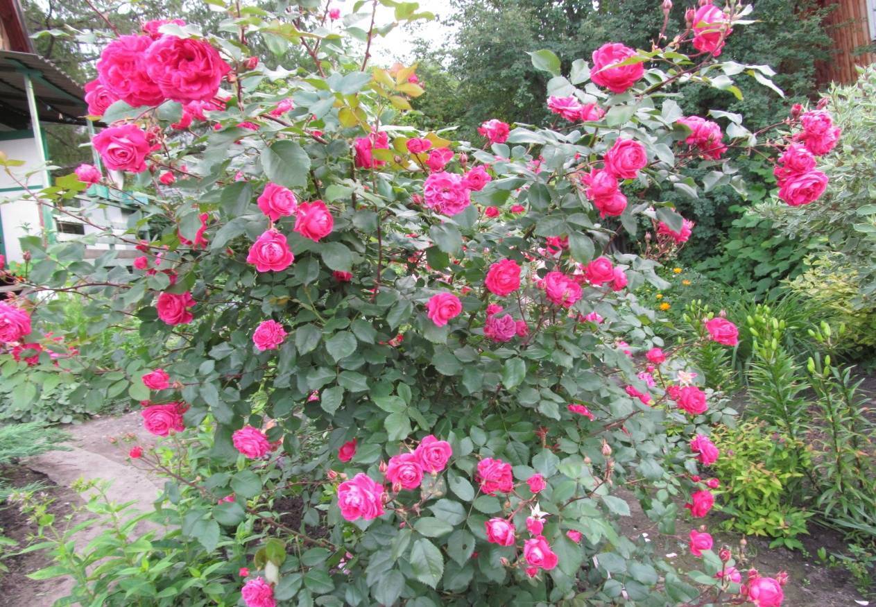 Роза гейша: описание сорта, правила выращивания и уход за растением с фото
