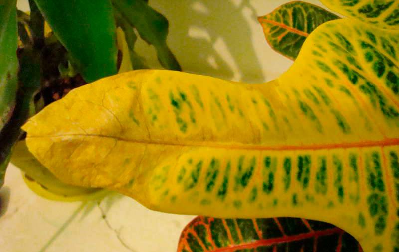 Кротон, или фейерверк красок. уход, выращивание, размножение. болезни и вредители. фото — ботаничка