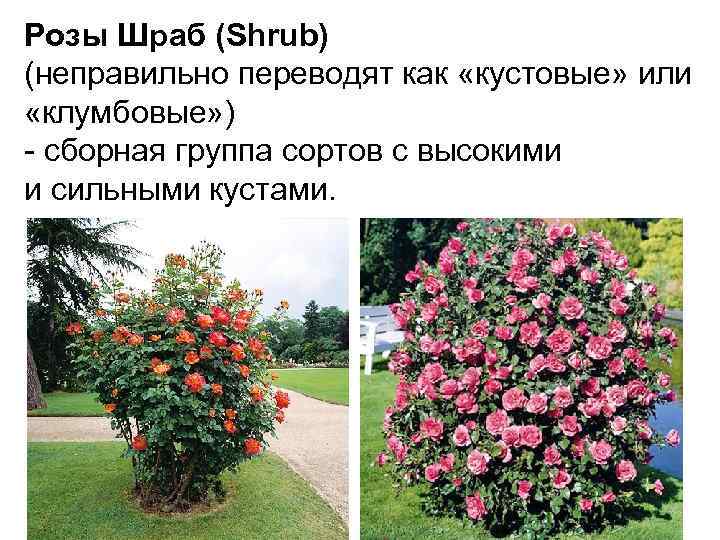 Рококо роза - описание сорта, характеристики, советы по выращиванию | розоцвет