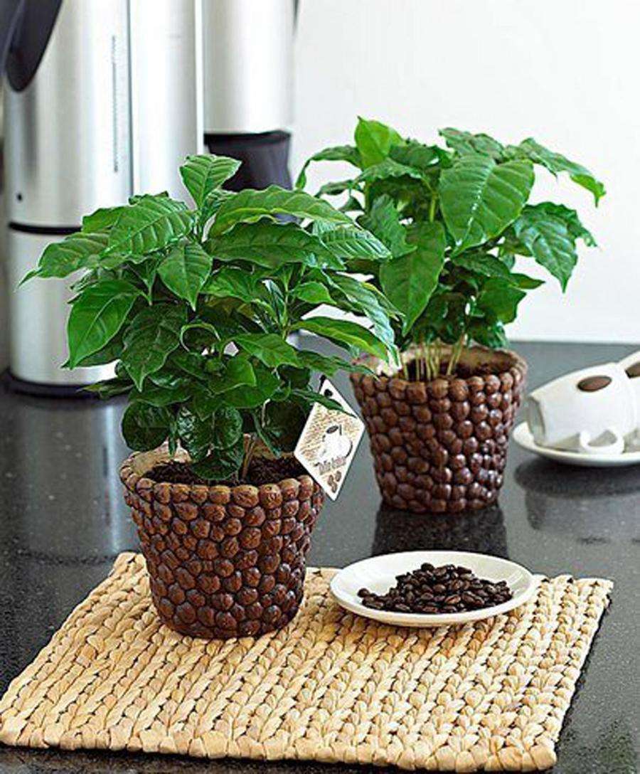 Цветок «кофе арабика» - уход в домашних условиях, фото растения