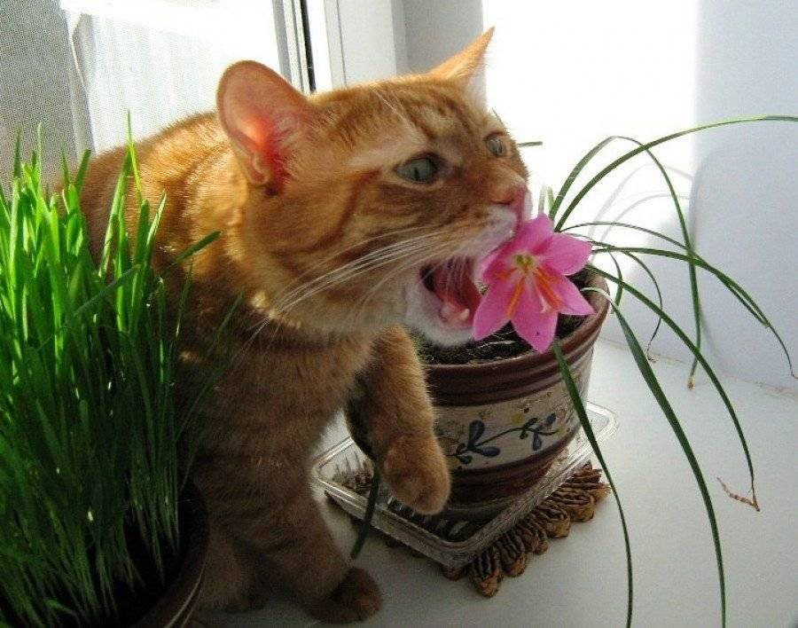Как отучить кота есть комнатные цветы