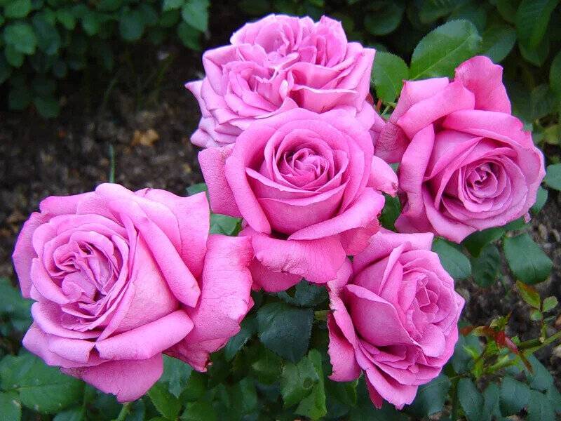 Роза клод брассер (claude brasseur) — характеристики сорта