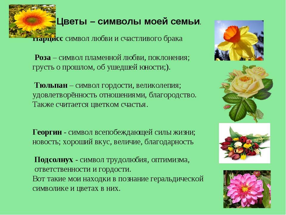 «пион, тюльпан, фиалка...»: 50 цветов и значение их названий