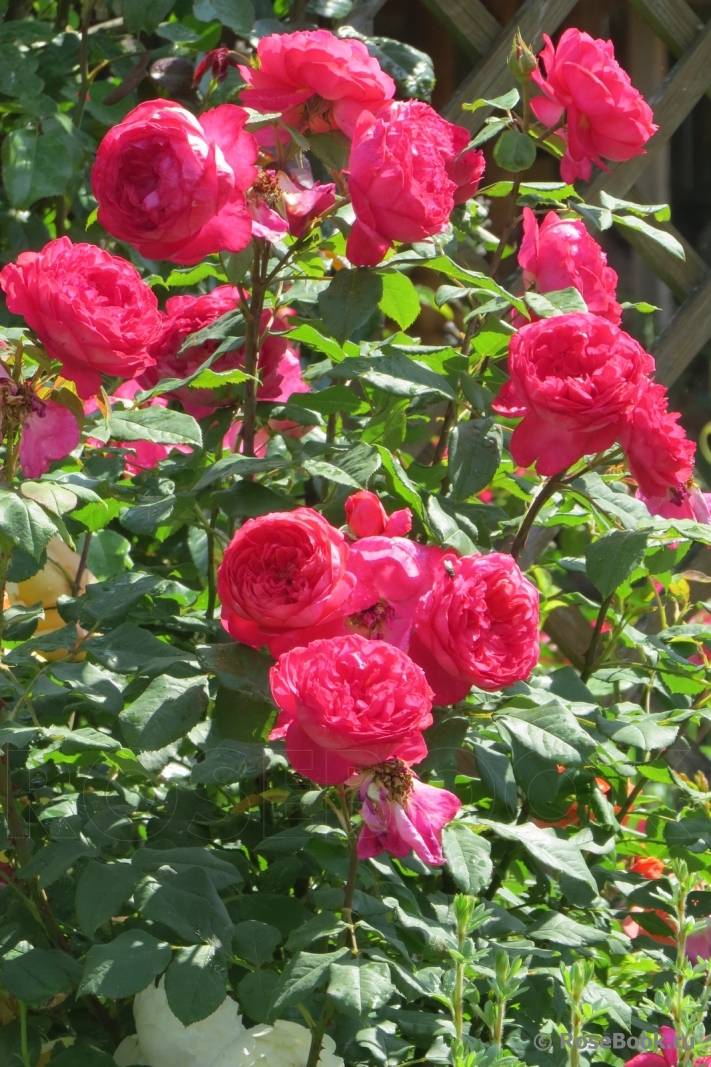 Роза «бенджамин бриттен»: особенности выращивания