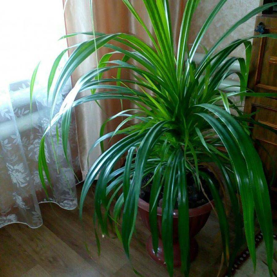 Панданус – декоративная винтовая пальма у вас дома