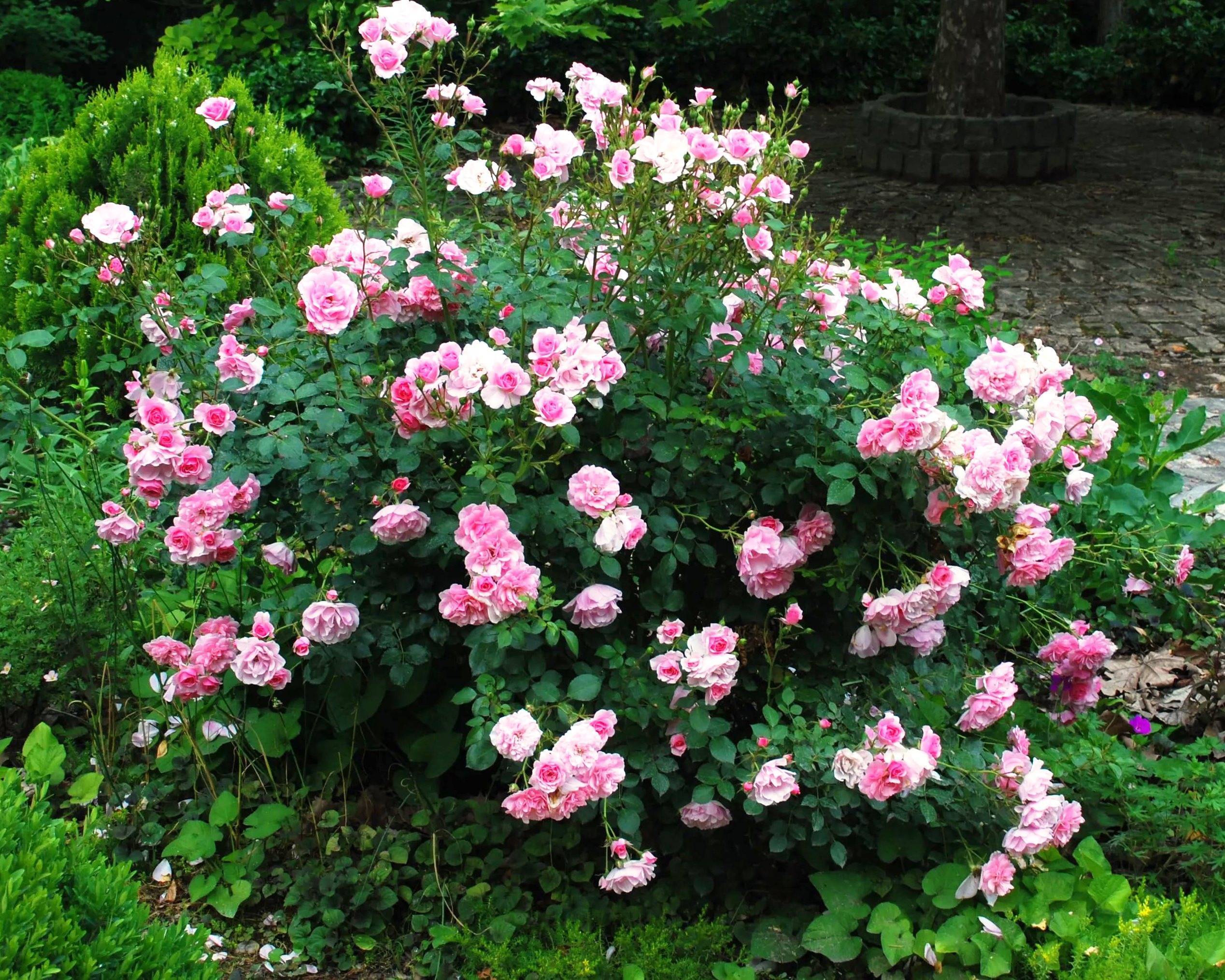 Роза фердинанд пичард | питомник растений