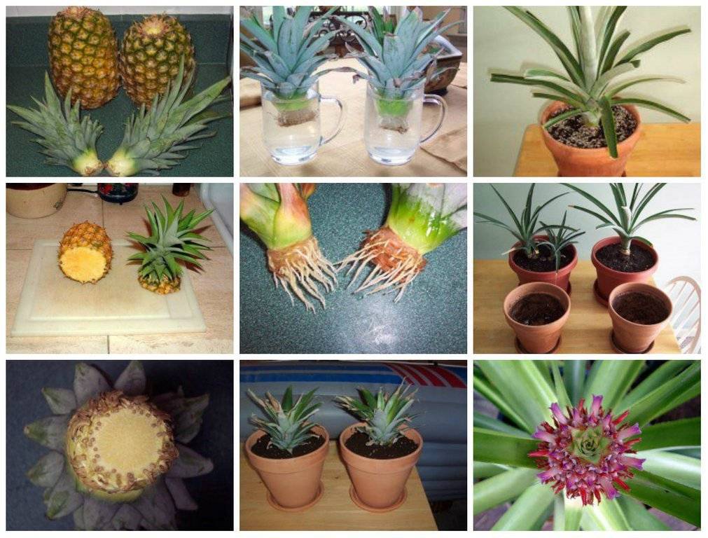 Как растет ананас: 125 фото, подробное описание, виды, особенности посадки и выращивания