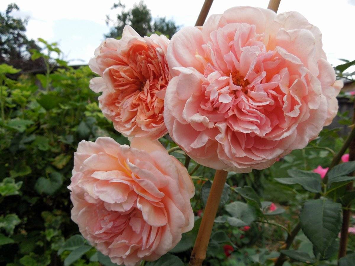 Представляем изящную красавицу розу абрахам дерби — все, от описания до фото цветка