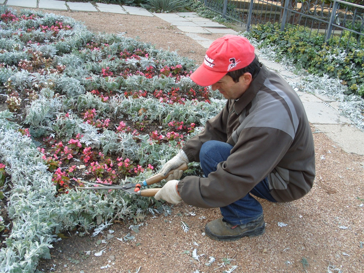 Цветы цинерария посадка и уход в открытом грунте, фото