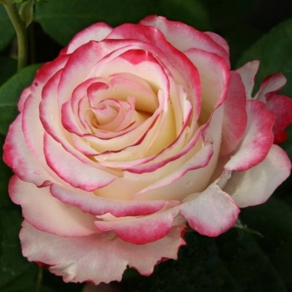 Роза свитнесс (sweetness): описание сорта, посадка и уход